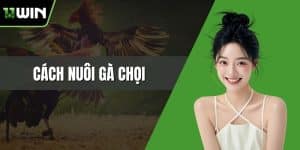 cách nuôi gà chọi