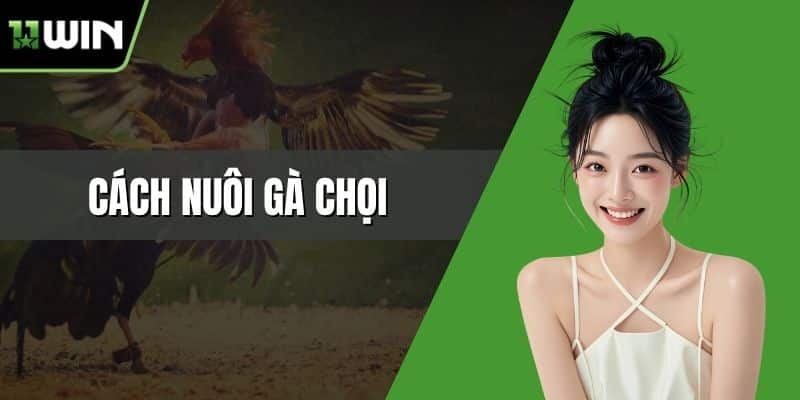 cách nuôi gà chọi