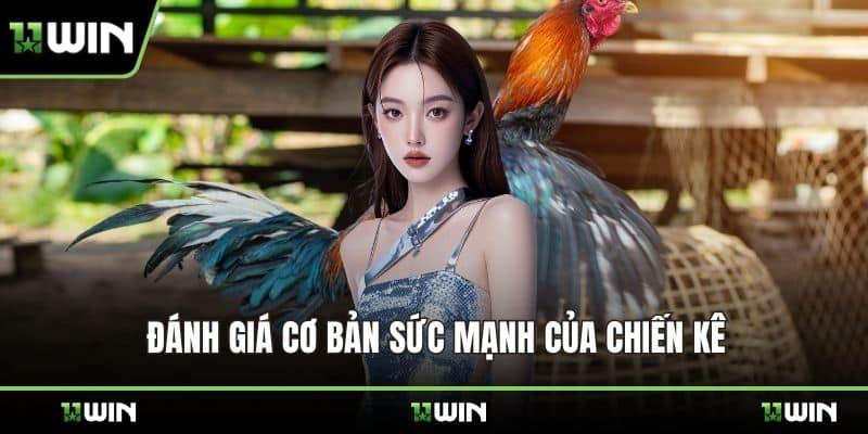Đánh giá cơ bản sức mạnh của chiến kê