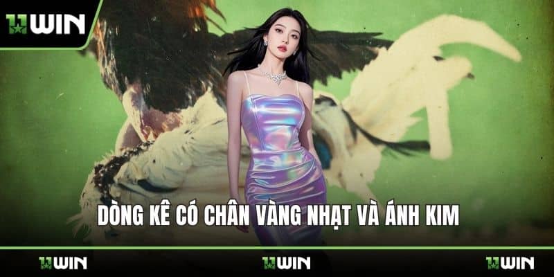 Dòng kê có chân vàng nhạt và ánh kim