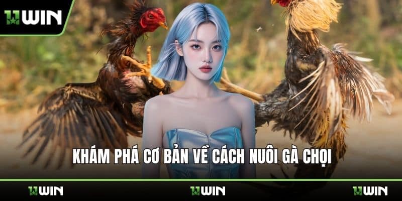 Khám phá cơ bản về cách nuôi gà chọi