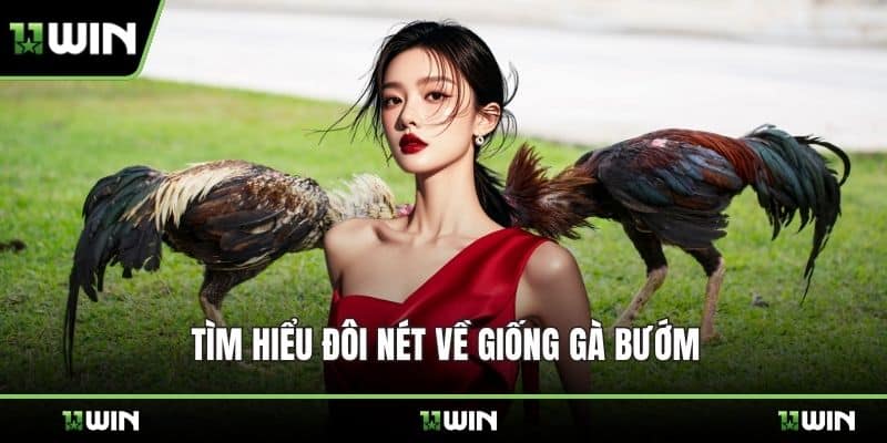 Tìm hiểu đôi nét về giống gà bướm